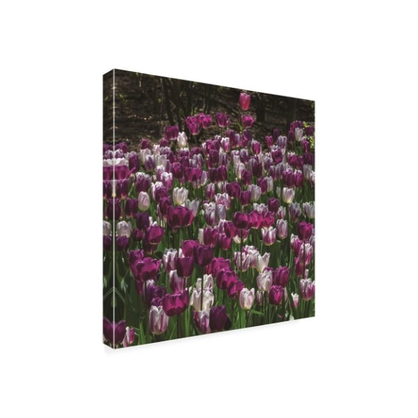 Kurt Shaffer Photographs 'Purple And White Tulip Garden' Canvas Art,14x14